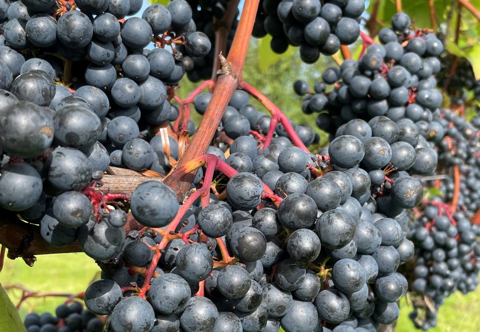 White Castle Grapes